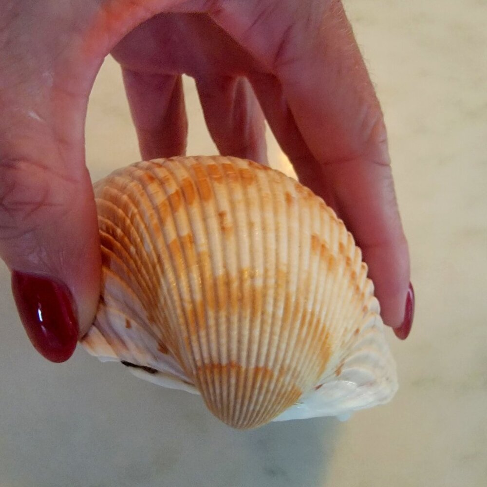 Large Cockle Shell (4.25") - Picture 2 of 4